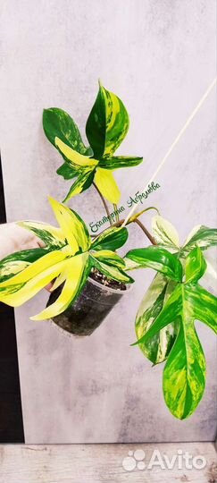 Филодендрон Меджик Маск (Магическая маска)