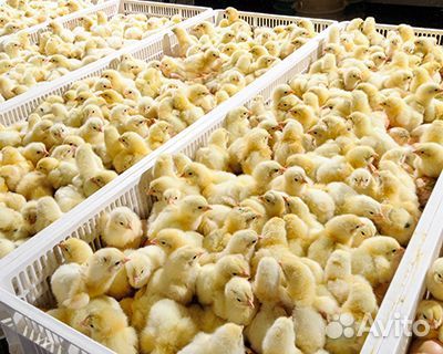 Оператор В цех инкубации