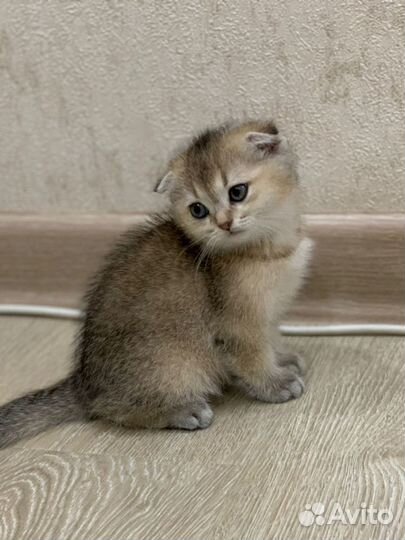 Британская золотая шиншилла