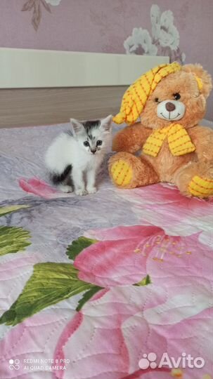 Котёнок 1,5 мес