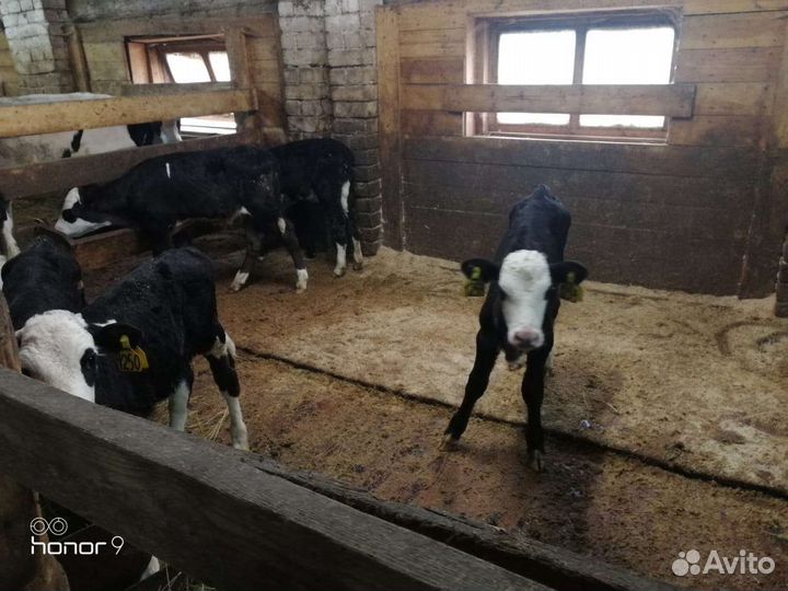 Бычки и тёлочки разные