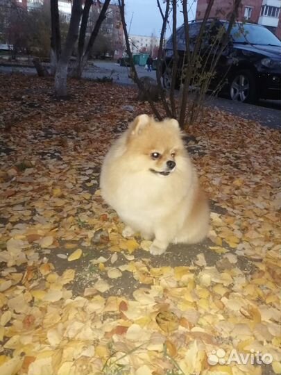 Вязка(кобель)