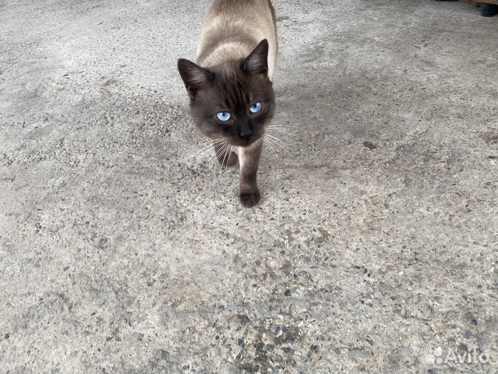 Тайский кот