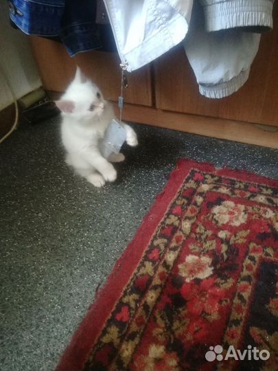 Курильский бобтейл