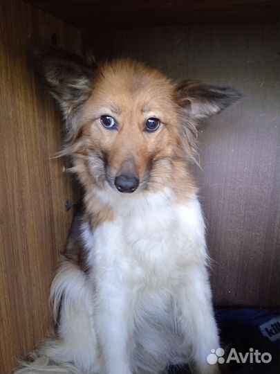 Собака в добрые руки отдам бесплатно