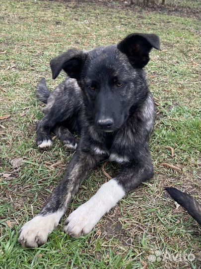 Щенок 6 мес тмгровый окрас бесплатно