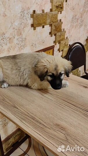 Щенки