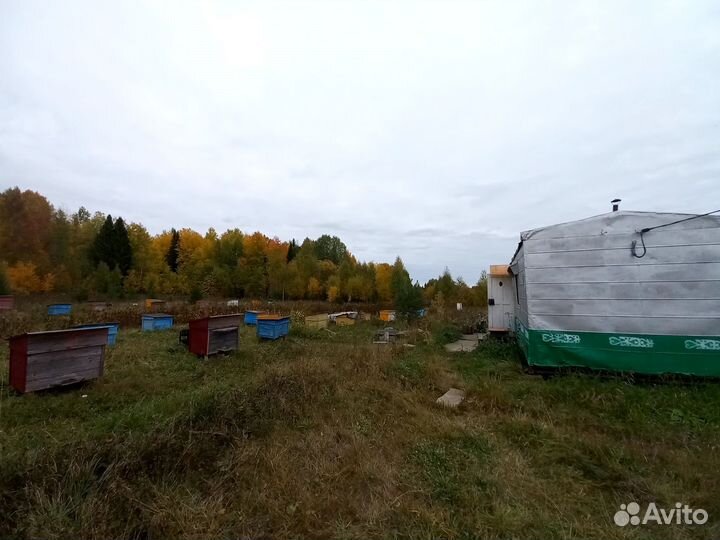 Продам пасеку