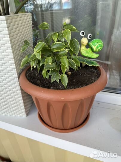 Фикус бенджамина