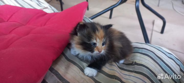 Отдам котенка только в добрые руки