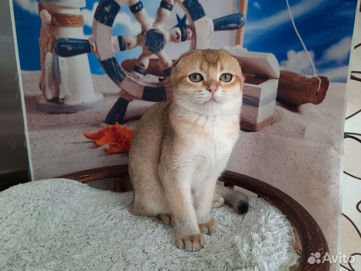 Шотландские малыши с документами