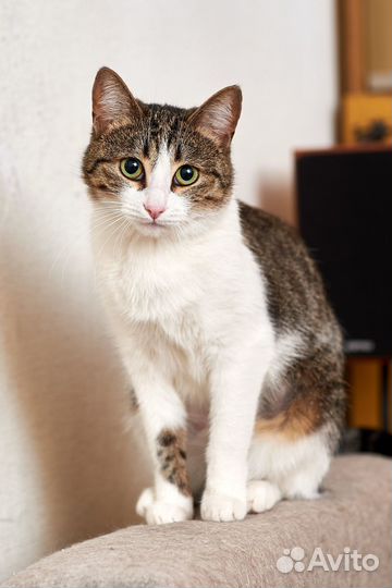 Кошка ищет дом