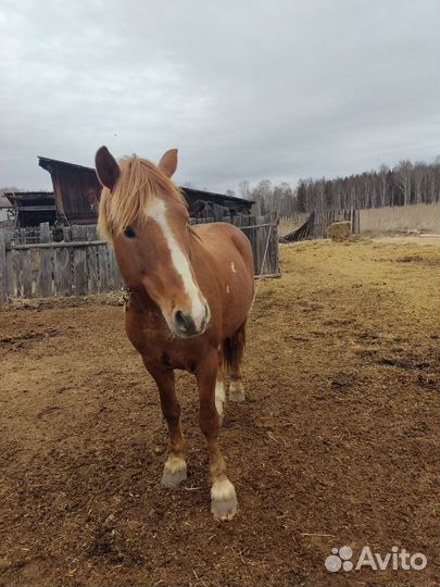 Конь, жеребец