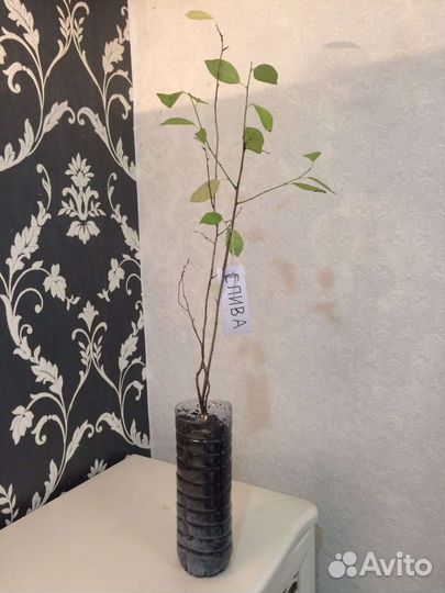 Слива сортовая Хопты жёлтая, черная (саженцы)