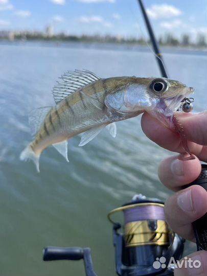 Shimano 17 Vanquish FW-tune 1000S