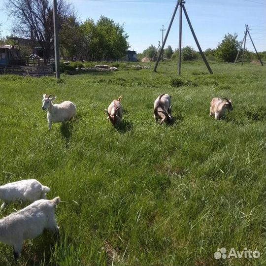 Козье молоко,творог