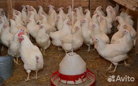 Куры, Несушки, Молодки, Супер Ник