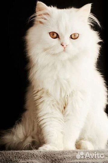 Персидский кот ищет дом