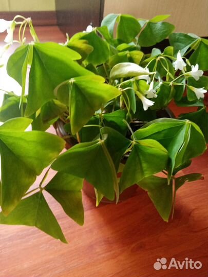 Кислица зелёная