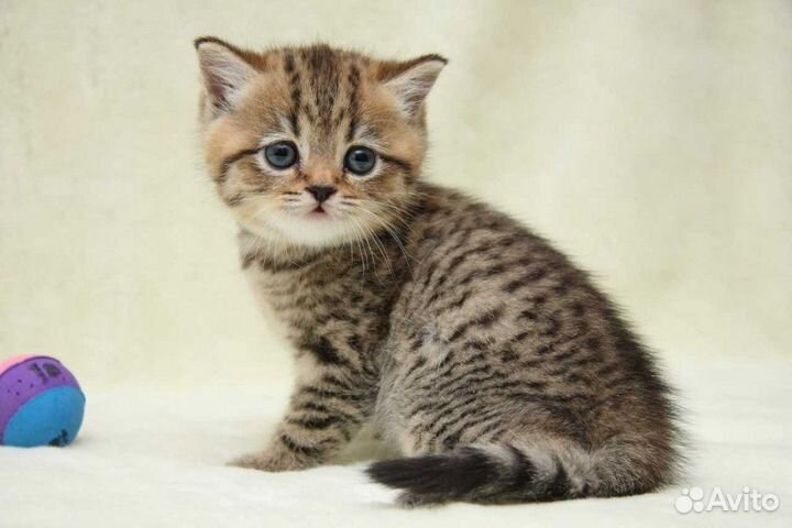 Маленький котенок 1,5 месяца ищет дом