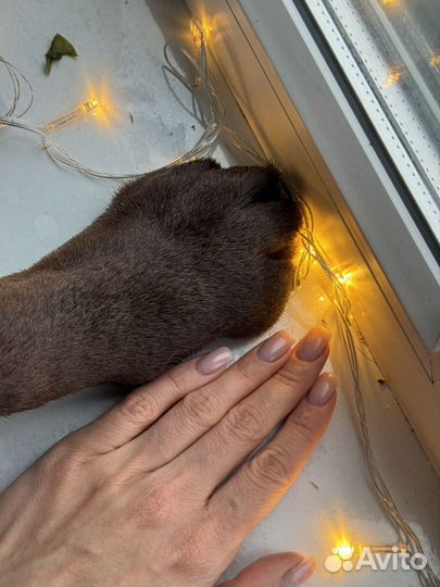 Вязка, шоколадный лабрадор