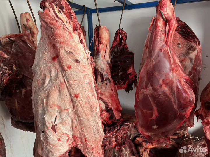 Мясо говядина для собак