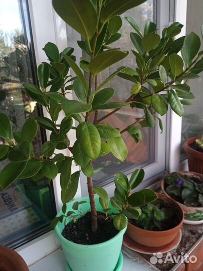 Фикус мокламе