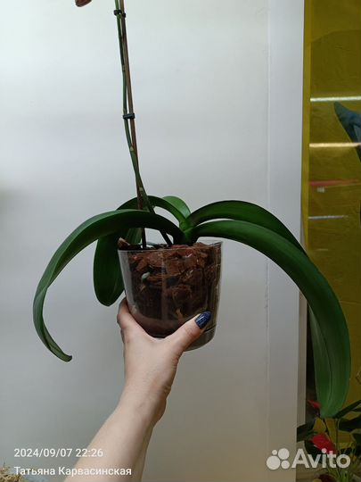 Орхидея фаленопсис