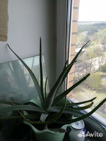 Алоэ вера растение комнатное
