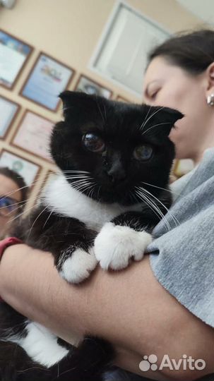 Кроткая и нежная вислоушка с космическими глазами