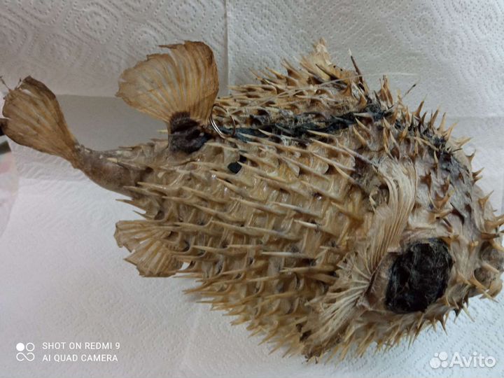 Чучело рыбы ёж Фугу большая и малая