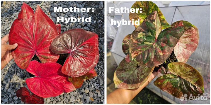 Семена каладиума