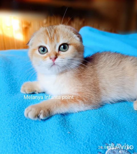 Шотландские породистые котята золотые, WCF