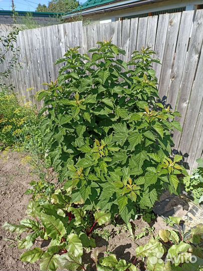 Малиновое дерево саженцы