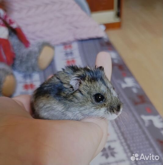 Джунгарский хомяк