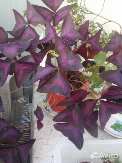 Кислица оксалис