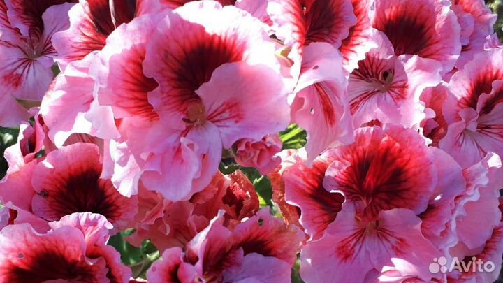 Королевская пеларгония (герань)