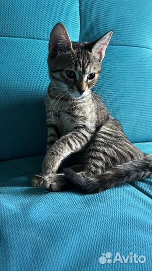 Ищут дом котята 3.5 месяца