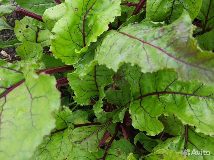 Чеснок, Тыква, Лук, Петрушка