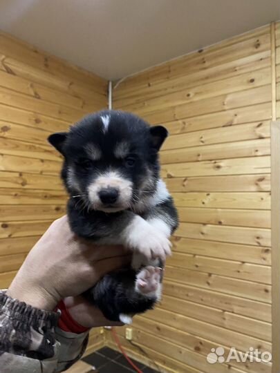 Сибирский хаски