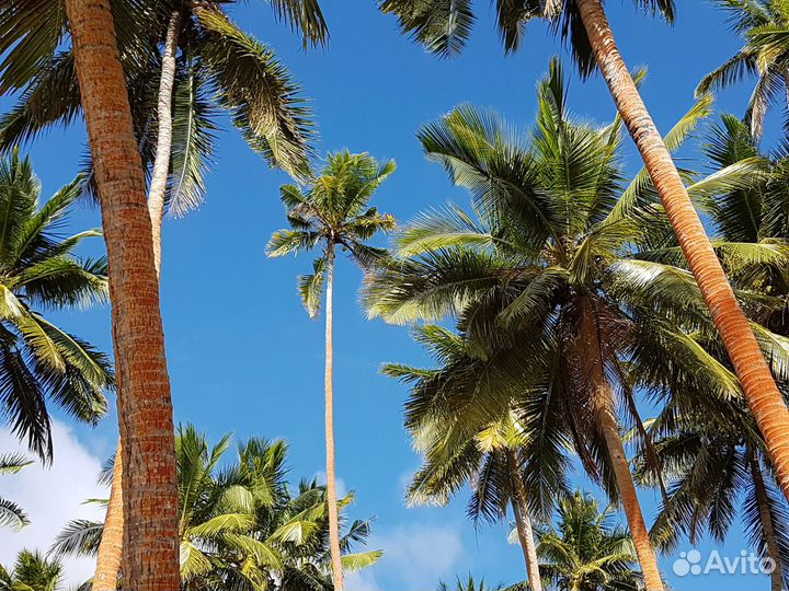 Осенью в Египет (Шарм-Эль-Шейх)