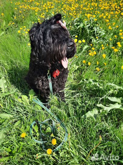 Русский черный терьер