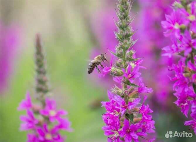 Дербенник (семена)