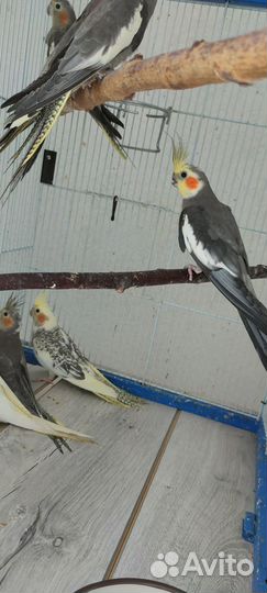 Птенцы корелл