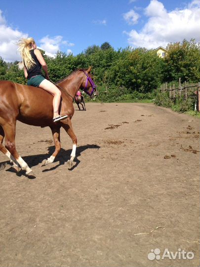 Конные прогулки, Прокат лошади. Пони в тележке
