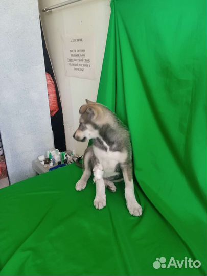 Собака в добрые руки щенок