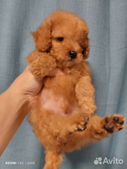 Той-пудель мальчик и девочка