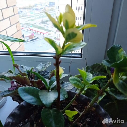 Продам цветы комнатные и комнатный перец