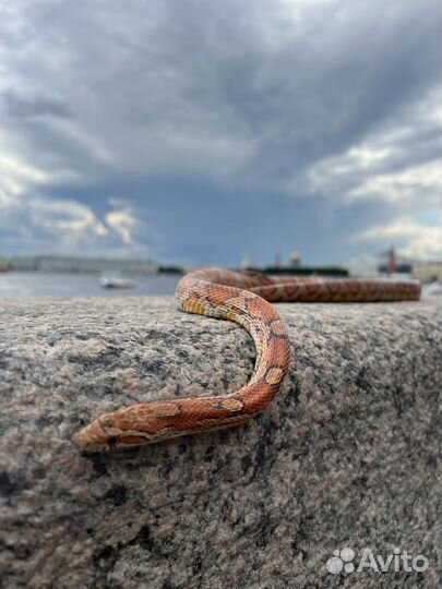 Аренда змеи