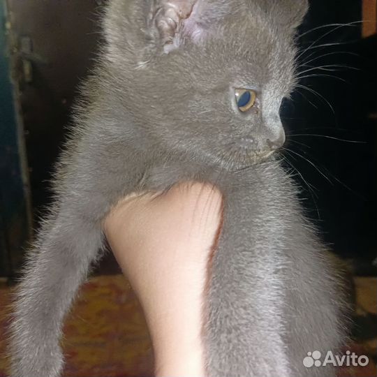 Кошечка в добрые руки